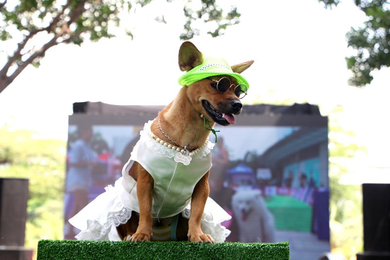 Ngoài ra ở đây còn hàng trăm chú chó thuộc các giống khác nhau. Nhiều chủ nhân còn bỏ công trang điểm cho thú cưng của mình những phụ kiện rất thời trang.