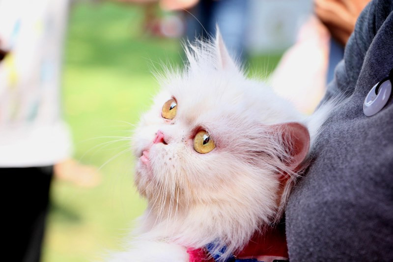 Chú mèo hiếm hoi tại ngày hội.