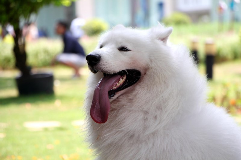 Một chú chó giống Samoyed với bộ lông trắng như tuyết. Một chú chó Samoyed thuần chủng có giá lên tới 1.500 - 2.000USD.