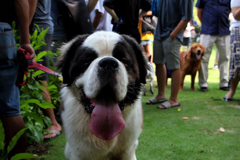 Dù có kích thước rất lớn cùng vẻ mặt ngầu với chiếc lưỡi luôn thè ra ngoài nhưng Milo tỏ ra rất hiền lành, sẵn sàng quay sang "giao lưu" với những chú chó nhỏ hơn mình nhiều lần.