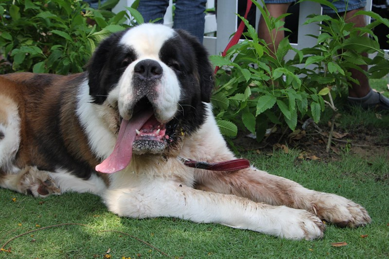 Milo tỏ ra khá lười biếng và rất nghe lời chủ.