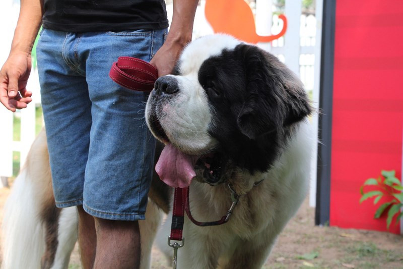 "Nhân vật" được chú ý nhất tại đây là một chú chó giống Saint Bernard. Theo chủ nhân, chú chó khổng lồ có tên Milo và nặng gần 80kg.