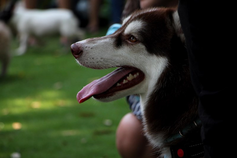 Trong ảnh là một chú chó husky - giống được nuôi khá nhiều tại Việt Nam.