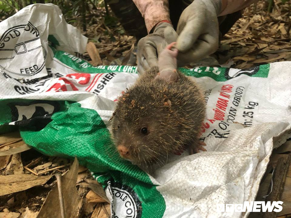 Dau tri voi chuot khong lo tinh khon o rung tay Yen Tu-Hinh-4