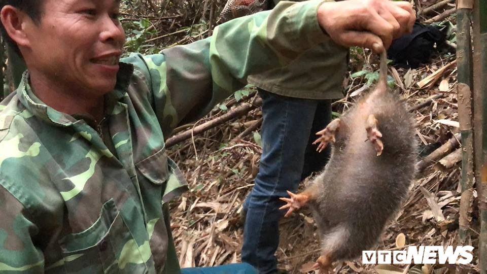 Dau tri voi chuot khong lo tinh khon o rung tay Yen Tu-Hinh-6
