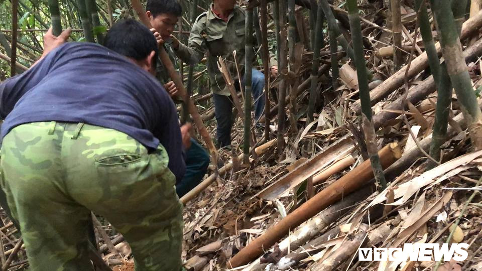 Dau tri voi chuot khong lo tinh khon o rung tay Yen Tu-Hinh-5