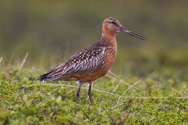 8. Choắt nhỏ thẳng đuôi vằn, 6.000 m Choắt nhỏ thẳng đuôi vằn là loài chim có chuyến di cư dài nhất thế giới. Chim trưởng thành có chân màu xám xanh và mỏ tối màu rất dài hơi cong lên, và màu hồng ở mũi. Cổ, ngực và bụng màu đỏ gạch trong bộ lông mùa sinh sản, chuyển sàn màu trắng vào mùa đông. Mặt sau là đốm màu xám. Choắt nhỏ thẳng đuôi vằn thường sinh sản ở các bờ biển Bắc Cực và lãnh nguyên Bắc Âu, đến mùa Đông chúng sẽ di cư đến những vùng ấm áp hơn ở Ấn Độ, Châu Phi và thậm chí là Australia. Trong quá trình di cư chúng có thể bay đến độ cao 6.000 m.