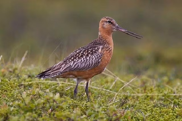 8. Choắt nhỏ thẳng đuôi vằn, 6.000 m Choắt nhỏ thẳng đuôi vằn là loài chim có chuyến di cư dài nhất thế giới. Chim trưởng thành có chân màu xám xanh và mỏ tối màu rất dài hơi cong lên, và màu hồng ở mũi. Cổ, ngực và bụng màu đỏ gạch trong bộ lông mùa sinh sản, chuyển sàn màu trắng vào mùa đông. Mặt sau là đốm màu xám. Choắt nhỏ thẳng đuôi vằn thường sinh sản ở các bờ biển Bắc Cực và lãnh nguyên Bắc Âu, đến mùa Đông chúng sẽ di cư đến những vùng ấm áp hơn ở Ấn Độ, Châu Phi và thậm chí là Australia. Trong quá trình di cư chúng có thể bay đến độ cao 6.000 m.