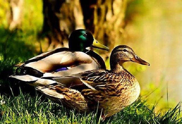 7. Vịt cổ xanh, 6.400 m Vịt cổ xanh hay le le có lẽ là loài vịt được biết đến nhất và dễ nhận ra nhất, sinh sống trên khắp các vùng ôn đới và cận nhiệt đới tại Bắc Mỹ, châu Âu, châu Á, New Zealand và Australia. Vịt cổ xanh được cho là tổ tiên của tất cả các giống vịt nhà. Loài vịt này có thể bay đến độ cao 6.400 m.