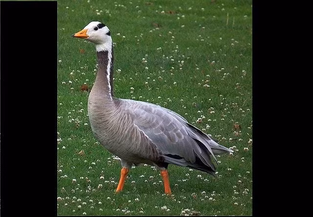 3. Ngỗng Ấn Độ, 8.800 m Ngỗng Ấn Độ còn được gọi là ngỗng ba sọc. Loài ngỗng này có một cơ thể màu xám sáng và màu trắng trên mặt và cổ, chân màu da cam. Bàn chân có màng và nó có đôi cánh rộng. Loài này được biết đến là loài di cư. Chúng thường về phía Nam, trong quá trình này chúng có thể bay đến độ cao 8.800 m.