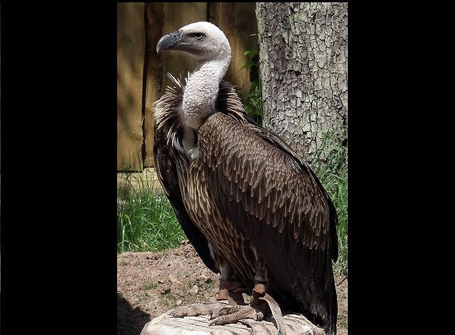 1. Kền kền Gyps rueppellii, 11.300 m Kền kền Gyps rueppellii phân bố chủ yếu ở miền Trung châu Phi, chúng được đặt tên theo nhà thám hiểm người Đức Eduard Rüppell. Chúng là loài ăn xác chết và là quán quân về độ cao trong thế giới các loài chim. Loài kền kền này có thể bay cao tới 11.300 m.