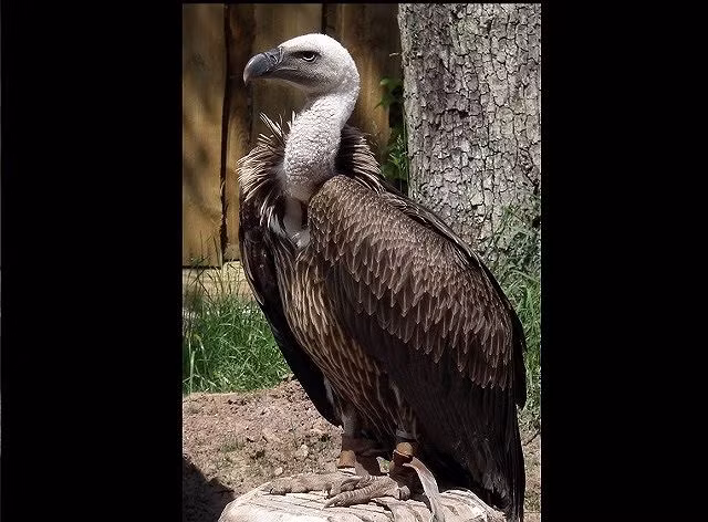 1. Kền kền Gyps rueppellii, 11.300 m Kền kền Gyps rueppellii phân bố chủ yếu ở miền Trung châu Phi, chúng được đặt tên theo nhà thám hiểm người Đức Eduard Rüppell. Chúng là loài ăn xác chết và là quán quân về độ cao trong thế giới các loài chim. Loài kền kền này có thể bay cao tới 11.300 m.