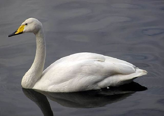 4. Thiên nga lớn, 8.200 mThiên nga lớn là một loài thuộc họ Vịt. Loài này sinh sản ở Iceland và các vùng gần cực bắc châu Âu, châu Á. Vào mùa Đông chúng thường di cư xuống phương Nam nơi có khí hậu ấm áp hơn. Thiên nga lớn có mối quan hệ chặt chẽ với loài thiên nga Bắc Mỹ. Trong lúc di cư, chúng thường phải bay đến độ cao 8.200 m.