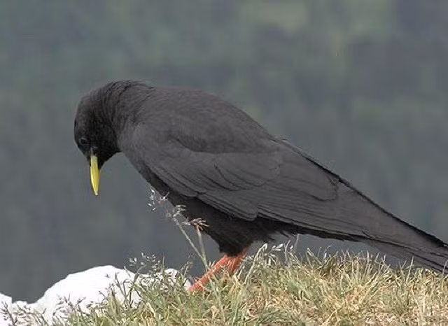 5. Quạ mỏ vàng, 8.000 m Quạ mỏ vàng hay quạ núi mỏ vàng là một loài chim thuộc họ Corvidae. Chúng là một trong hai loài thuộc chi Pyrrhocorax. Chúng phân bố chủ yếu ở Châu Âu, Bắc Phi, Trung Đông và Trung Á. Quạ mỏ vàng có thể bay đến độ cao 8.000 m.