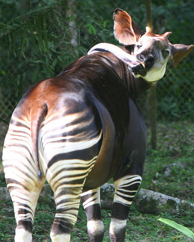 Lưỡi kỳ quái của hươu đùi vằn(okapi). Lưỡi của Okapi có thể cầm nắm và có hình dạng giống như một cái ống, và có chiều dài ấn tượng từ 30-36 cm. Chiếc lưỡi của loài động vật này chủ yếu dùng bứt lá cây, có thể dùng liếm tai của riêng nó.