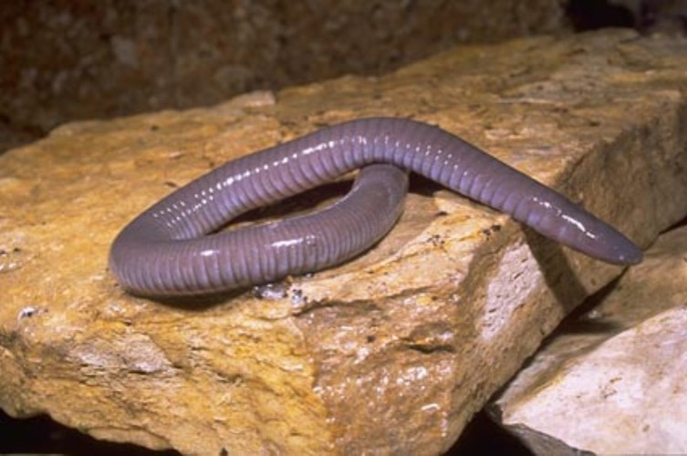Caecilians là một trong những loài lưỡng cư kỳ lạ và đáng sợ nhất trên hành tinh. Nó có đôi mắt gần như không thể nhìn thấy và không có chân tay, trông giống như con giun. Nhưng nó có các xúc tu ẩn và răng để giết chết con mồi.