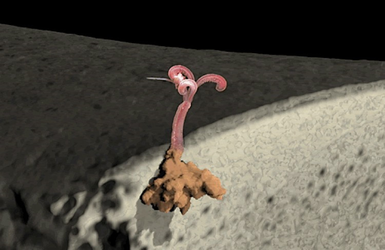 Loài sâu không có miệng. Đó là loài sâu có tên osadex, hay còn gọi là sâu zombie. Loài này không cần miệng vì axit của nó đã có thể hòa tan thịt và thậm chí cả xương, cho phép nó hấp thụ các chất dinh dưỡng được giải phóng.