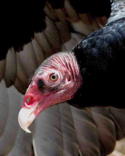 Kền kền gà tây phải sống trong môi trường nóng, nên loài này phát triển một chiến lược làm mát cực kỳ lạ. Nó sẽ thải nước tiểu và phân xuống cả hai chân. Sự bay hơi giúp làm mát và nồng độ axit cũng vệ sinh sạch chân của chim. Loài động vật kỳ lạ này còn có một cách kinh tởm chống lại kẻ thù: đó là nôn phòng thủ.