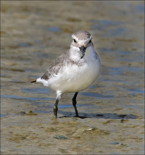 Loài chim Anarhynchus frontalis mỏ cong. Loài chim này khác biệt hoàn toàn với các loài chim khác, nó có một cái mỏ vĩnh viễn cong về bên phải. Chiếc mỏ cong giúp loài chim này dễ dàng tiếp cận nguồn thức ăn, là những con cá dấu mình dưới các tảng đá.