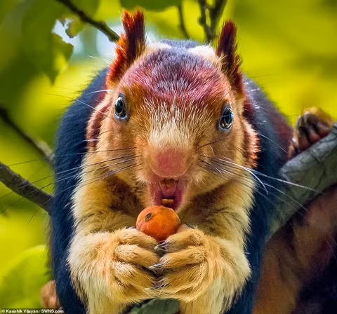 Chúng sống trong các khu rừng sâu ở Ấn Độ