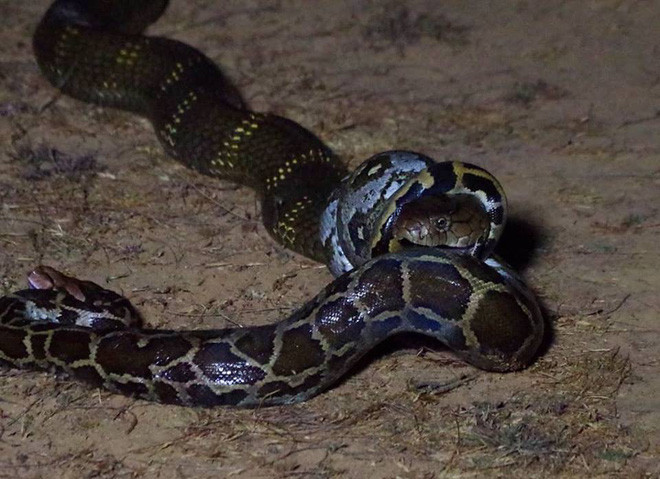 Còn trăn đá cố gắng tung chiêu quen thuộc là siết chặt đối thủ cực mạnh đến chết ngạt.