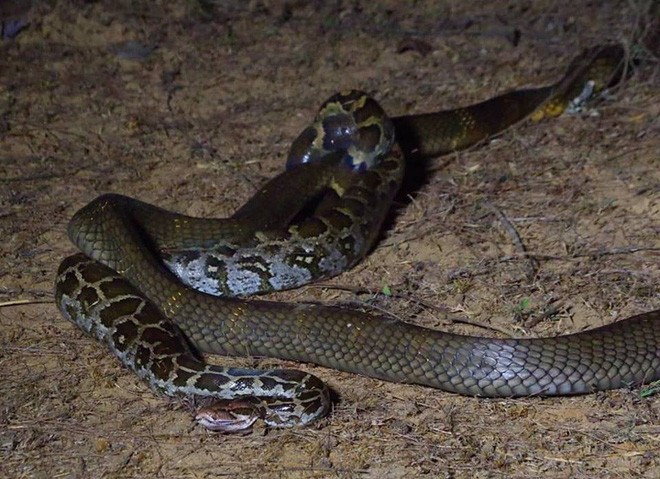 Ban đầu, con rắn hổ mang chúa dài 3,7 m có vẻ chiếm lợi thế hơn trước con trăn đá chỉ dài bằng một nửa so với nó, nhưng câu chuyện không đơn giản như vậy.