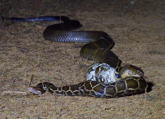 Chúng quần thảo với nhau khoảng 30 phút, cuối cùng, con rắn hổ mang cũng từ bỏ ý định ban đầu và thay vào đó là tim cách bỏ chạy. Mất tới thêm 10 phút sau khi nọc độc của rắn hổ mang ngấm vào con trăn thì vòng siết mới được nới lỏng. Con rắn tháo chạy thoát thân, con trăn không bị ăn thịt nhưng với lượng nọc độc mà nó bị tiêm vào thì có khả năng nó sẽ không thể thoát án tử.