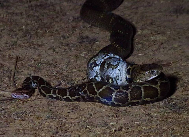 Con trăn đá lại có lực siết khủng khiếp khiến rắn hổ mang chúa cũng khiếp sợ. Khi thấy thở khó khăn, hổ mang chúa đã thay đổi ý định của mình.