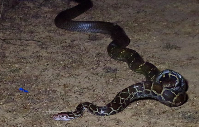 Rắn hổ mang chúa (có tên khoa học làOphiophagus hannah) và một con trăn đá Ấn Độ (có tên khoa học là Python molurus) đại chiến, con rắn hổ mang cố gắng tiêm nọc độc chết người của nó vào đối thủ.