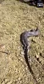 Bi truy duoi, ran ho mang chua buoc phai non ky da