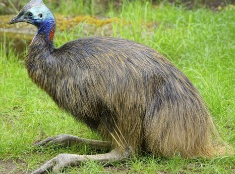 Khiep dam con chim nguy hiem nhat the gioi vua giet chu