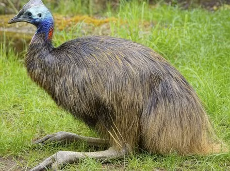 Khiep dam con chim nguy hiem nhat the gioi vua giet chu