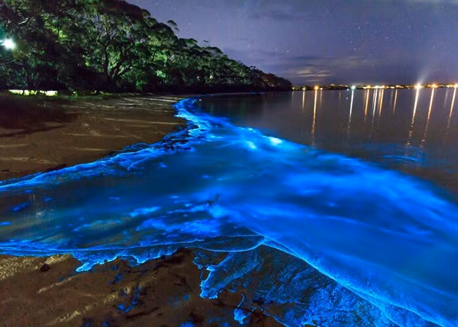 Biển sao: Các sinh vật phù du biển phát quang ánh sáng màu xanh lam trong đêm làm cho khu vực biển tại đảo Vaadhoo trông giống như Biển sao. Biển sao của đảo Vaadhoo Maldives thu hút hàng triệu khách du lịch mỗi năm.