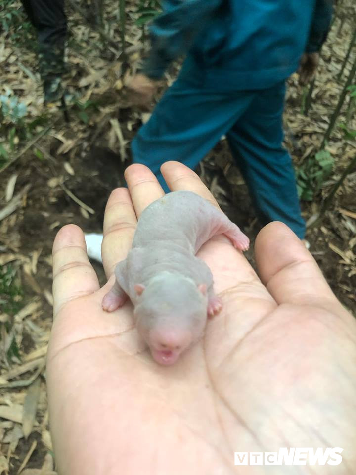 Ky nang ky cong kho tuong bat chuot khong lo rung Yen Tu-Hinh-6