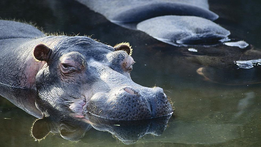 Hà mã có thể giữ hơi thở dưới nước lên tới 5 phút. Loài này cũng tiết ra một chất màu đỏ có tác dụng như kem chống nắng, bảo vệ làn da nhạy cảm của con vật.