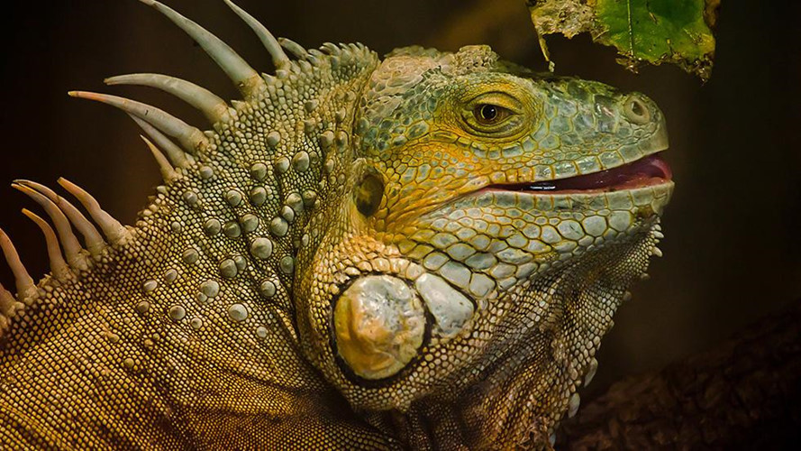 Hai lỗ mũi nổi bật của kỳ nhông giúp con vật có thể điều chỉnh nồng độ muối bằng cách cho dung dịch muối thông qua đó. Lượng muối dư thừa cũng được bài tiết ra nhờ các tuyến muối ở khoang mũi.