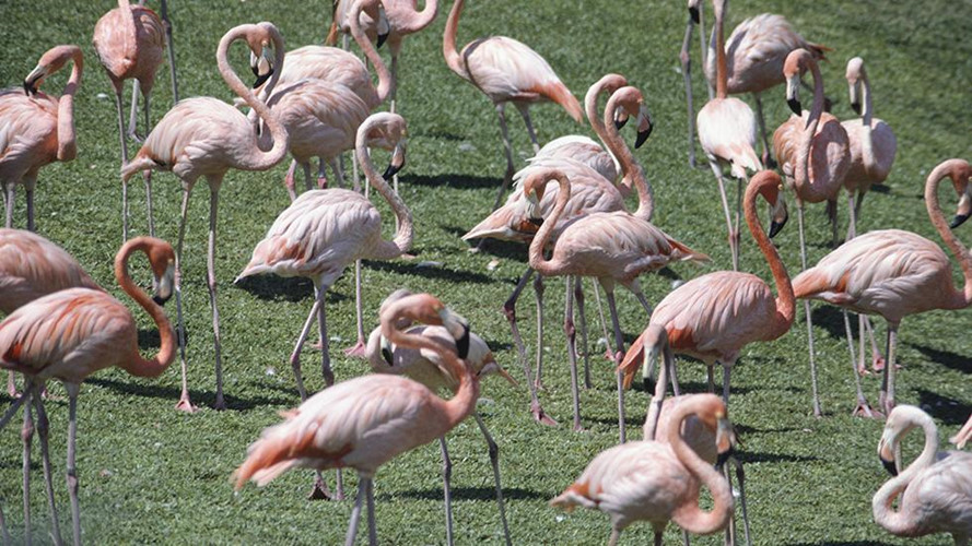 Chim hồng hạc đứng trên một chân là để điều hòa nhiệt độ cơ thể của chúng. Nếu đưa hai chân vào nước thì chúng sẽ mất nhiều nhiệt hơn là một chân, đặc biệt là khi loài động vật hoang dã phải mất nhiều thời gian lội trong nước.