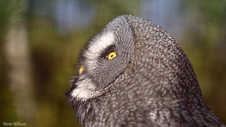 Cú xám lớn có thính lực siêu phàm. Dù đậu trên cây, con vật vẫn nghe được những âm thanh mà con mồi tạo ra bên dưới lớp tuyết dày. Sau khi định vị con mồi, cú bay về phía mục tiêu với tốc độ cao và dùng những móng chân sắc nhọn để tóm con mồi bên dưới tuyết.