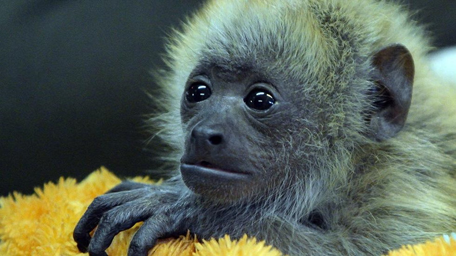 Khỉ rú có tiếng kêu nghe to như sấm, ở cách xa 4000- 5000m cũng có thể nghe thấy rõ. Âm lượng của tiếng kêu có được nhờ một mẩu xương hình chữ U trong cổ khỉ.