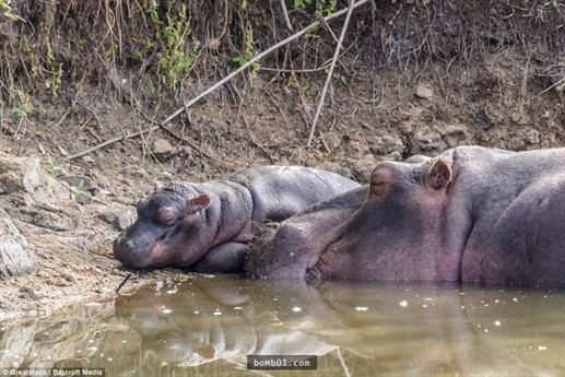 Hình ảnh xót xa đầy đau khổ của hà mã mẹ bên hà mã con.