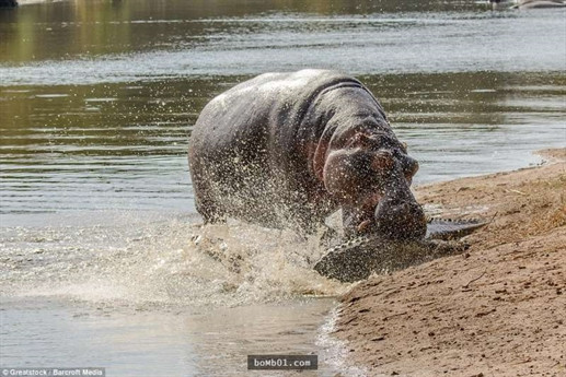 Cá sấu không phải đối thủ của hà mã mẹ. Nó nhanh chóng bị đuối sức trong cuộc chiến với kẻ thù hung dữ, khắc tinh của mình.