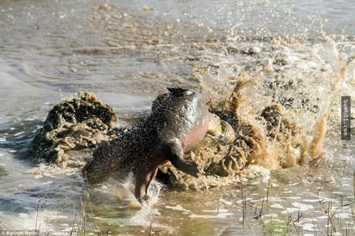 Không cần suy nghĩ, nó nhanh chóng lao vào tấn công kẻ thù dù biết rằng không thể cứu mạng con non.