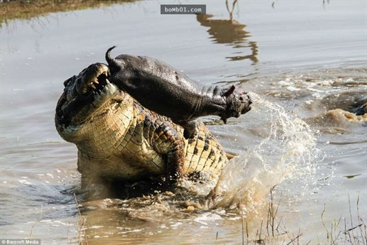 Hà mã con thiếu kinh nghiệm, nhanh chóng bị xé xác dưới hàm răng sắc nhọn của kẻ săn mồi.