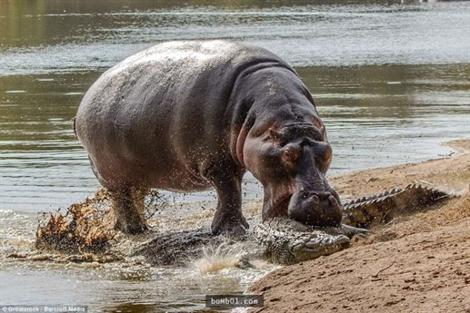 Hà mã lôi cá sấu lên bờ, xử lý kẻ đã dám to gan ăn thịt con của nó.