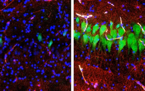 Cách đầu heo chết hồi sinh thành zombie kinh dị - Hình 2 Cach dau heo chet hoi sinh thanh zombie kinh di-Hinh-2