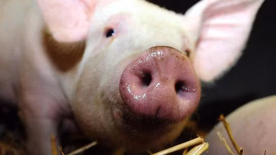 Cách đầu heo chết hồi sinh thành zombie kinh dị Cach dau heo chet hoi sinh thanh zombie kinh di