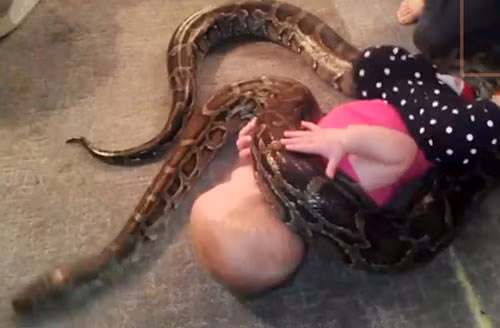 Chỉ vì muốn chứng minh trăn là loài động vật an toàn mà James Guarino, một người cha ở Michigan, Mỹ đã để cho đứa con gái mới chập chững biết đi của mình chơi với trăn dưới sàn nhà. Cảnh tượng hãi hùng này đã bị chỉ trích khá nhiều sau khi được đăng tải lên mạng.