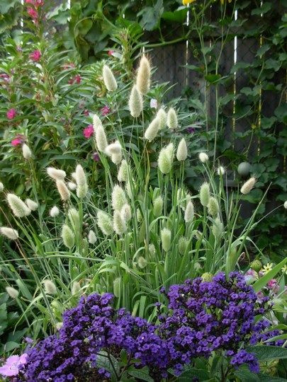 Sau khi gieo hạt, hãy tưới nước đầy đủ. Dùng bình phun để nước tưới nhẹ nhàng. Hạt sẽ nảy mầm nhiệt độ 15 - 18 độ C. Tỉ lệ nảy mầm trên 85%. Sau khoảng 6 - 11 ngày, hạt giống nảy mầm. Cây sinh trưởng tốt ở nhiệt độ 15-25 độ C.