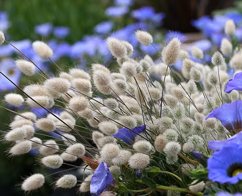 Nếu muốn lưu trữ cỏ đuôi thỏ ở dạng khô, nên chờ khi bông đã nở hết, vì nếu thu hoạch quá sớm, các sợi bông cỏ mềm, khó bền theo thời gian.