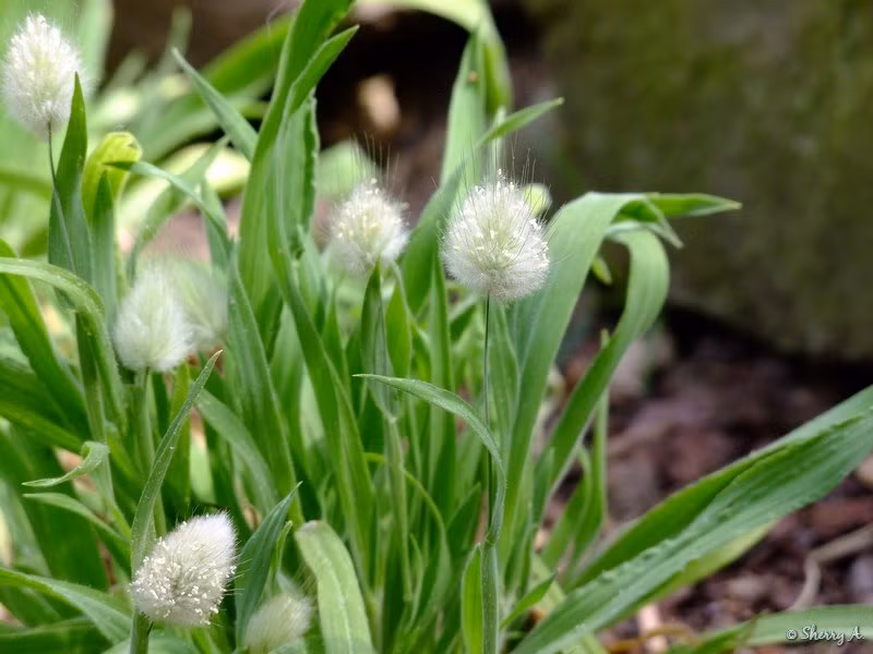 Theo hướng dẫn của chủ shop hạt giống trên đường Nguyễn Trãi (Hà Nội): "Hạt giống chỉ cần gieo vào khay ươm cây con đã rải đất. Phủ một lớp đất mỏng lên trên hạt. Khoảng cách giữa các hạt từ 20cm. Trước khi gieo hạt, hãy ngâm chúng trong nước ấm từ 2 - 4 giờ".